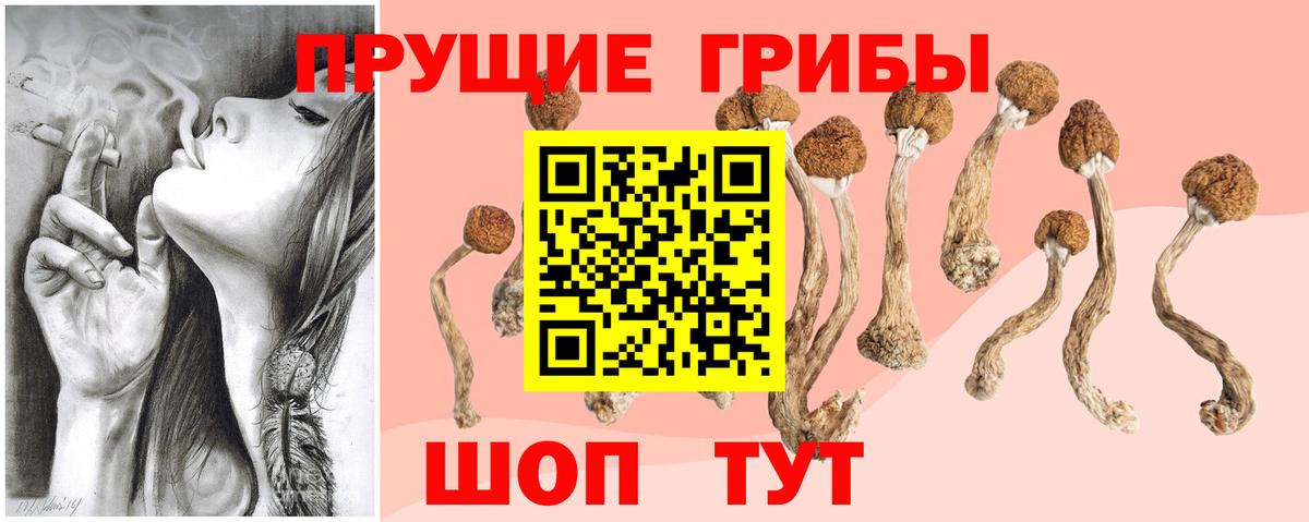 Ставрополь  Галлюциногенные грибы мицелий  Галлюциногенные грибы Psilocybine cubensis  Вход с VPN 